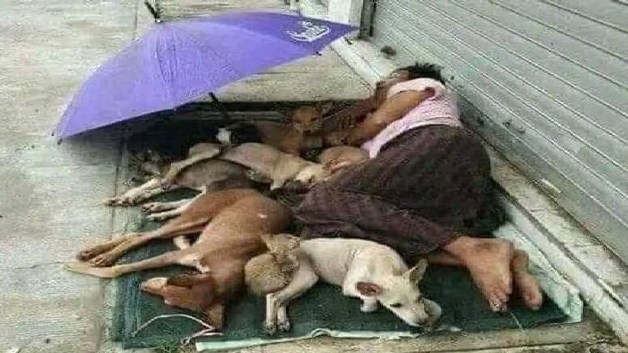 ആകെയുള്ളത് തെരുവിലെ ഇത്തിരിയിടം, അവിടം നായകൾക്ക് കൂടി പങ്കുവച്ച് മനുഷ്യൻ ആകെയുള്ളത് തെരുവിലെ ഇത്തിരിയിടം, അവിടം നായകൾക്ക് കൂടി പങ്കുവച്ച് മനുഷ്യൻ