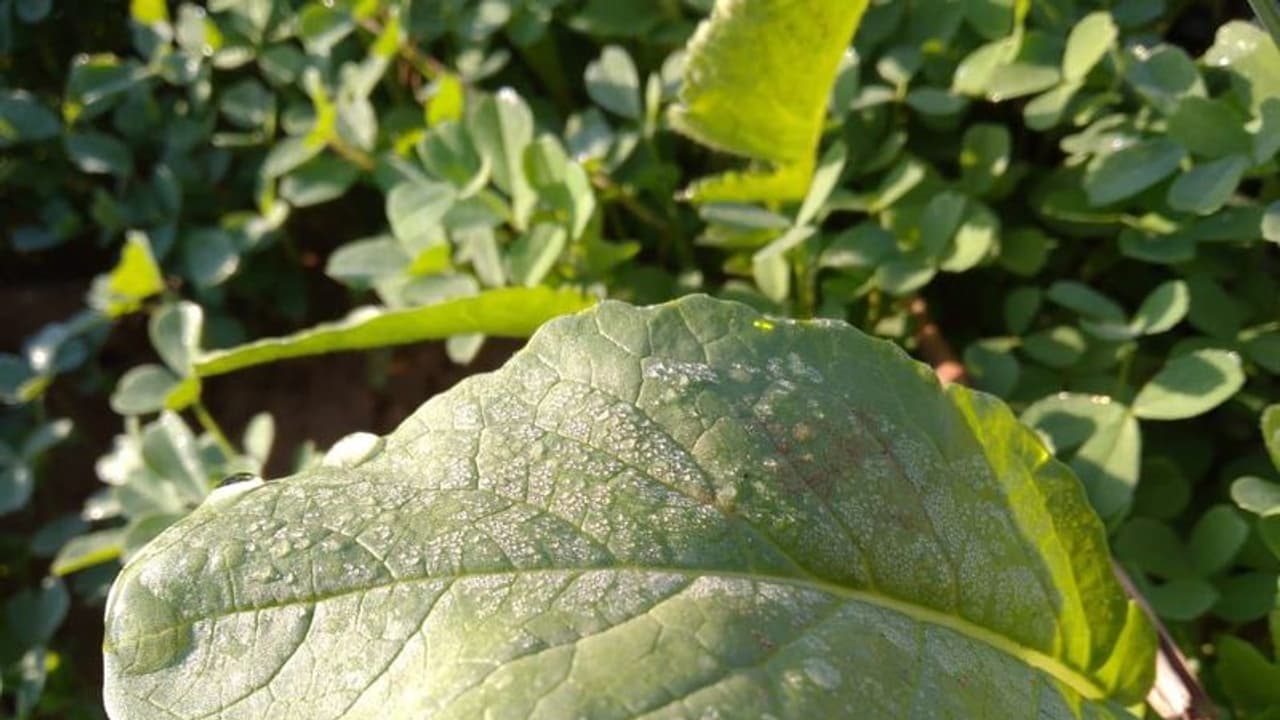 राजस्थान में नवंबर में ही जमाने लगी सर्दी: शेखावाटी में तापमान 5 डिग्री से भी कम हुआ, बढ़ गई ठिठुरन राजस्थान में नवंबर में ही जमाने लगी सर्दी: शेखावाटी में तापमान 5 डिग्री से भी कम हुआ, बढ़ गई ठिठुरन