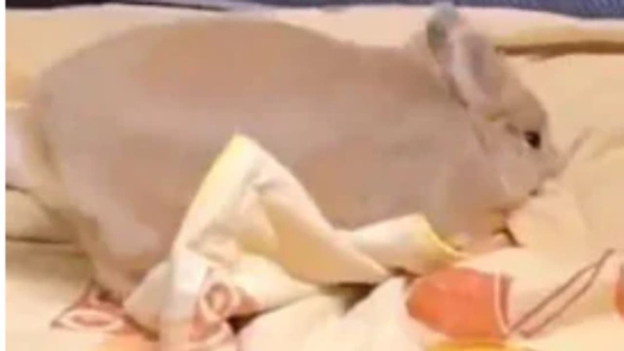 ബെഡ്ഷീറ്റ് വെച്ച് കളിക്കുന്ന മുയല്‍; വൈറലായി വീഡിയോ