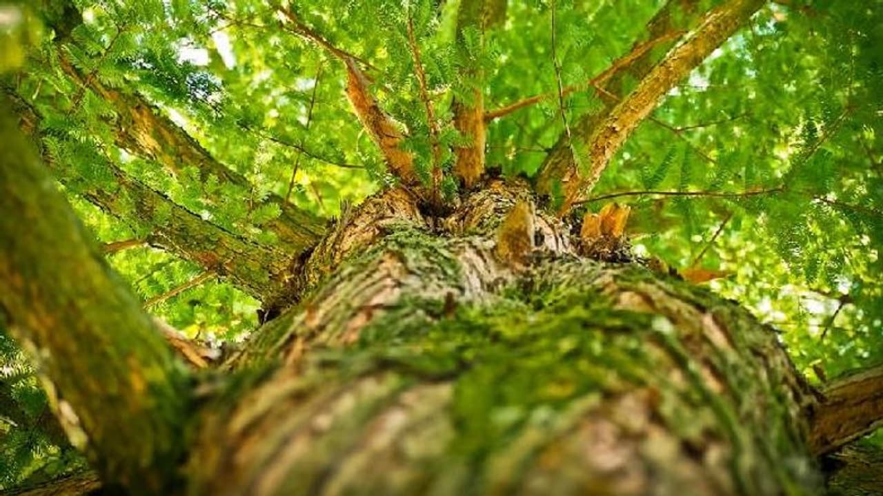 മുറിച്ചു കളയാൻ തീരുമാനിച്ച മരങ്ങൾ വേരോടെ പിഴുതെടുത്ത് മാറ്റിനട്ട് എൻആർഐ മുറിച്ചു കളയാൻ തീരുമാനിച്ച മരങ്ങൾ വേരോടെ പിഴുതെടുത്ത് മാറ്റിനട്ട് എൻആർഐ