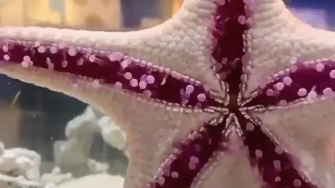 'നടന്നുപോകുന്ന സ്റ്റാര്‍ഫിഷ്'; അപൂര്‍വമായ വീഡിയോ ശ്രദ്ധേയമാകുന്നു