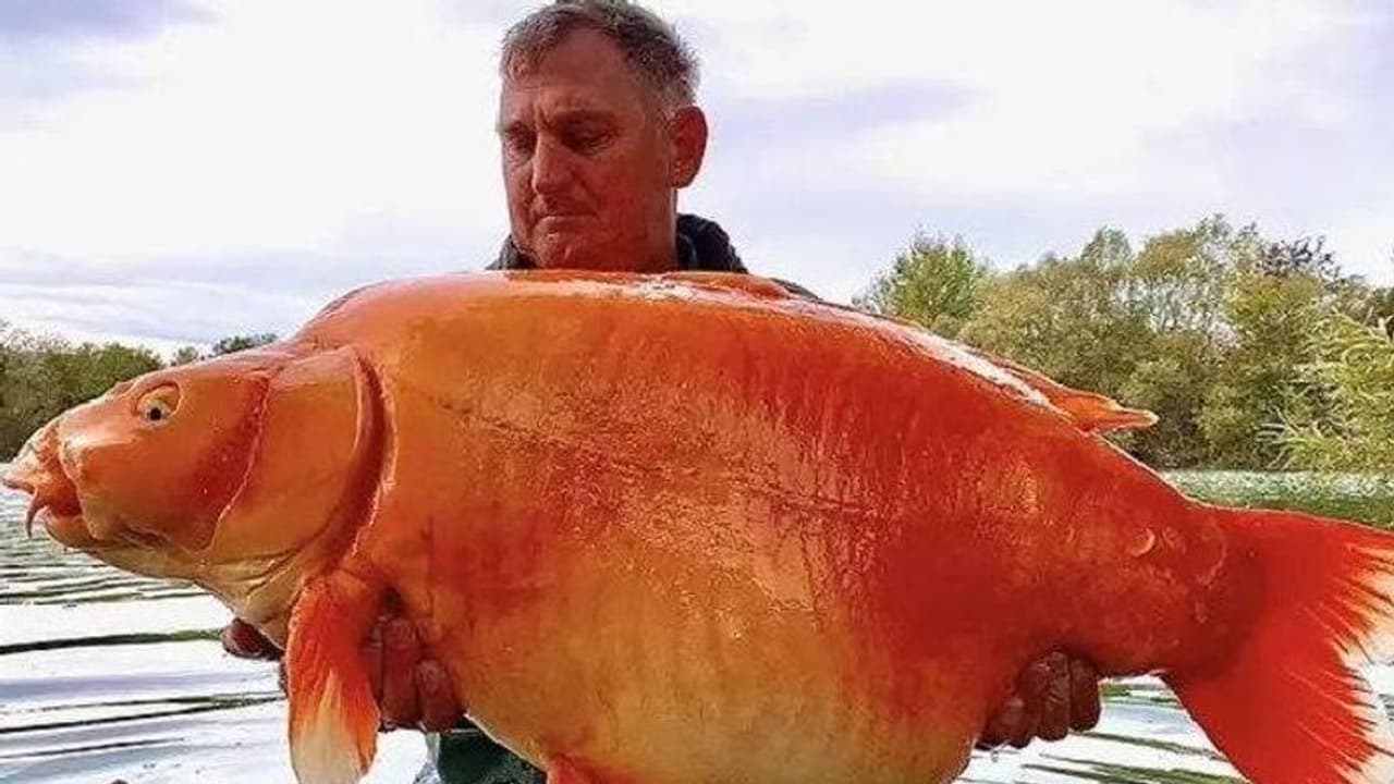 തടാകത്തിൽ നിന്നും പിടികൂടിയത് ഭീമൻ ഗോൾഡ്ഫിഷിനെ, ഭാരം 30 കിലോ! തടാകത്തിൽ നിന്നും പിടികൂടിയത് ഭീമൻ ഗോൾഡ്ഫിഷിനെ, ഭാരം 30 കിലോ!