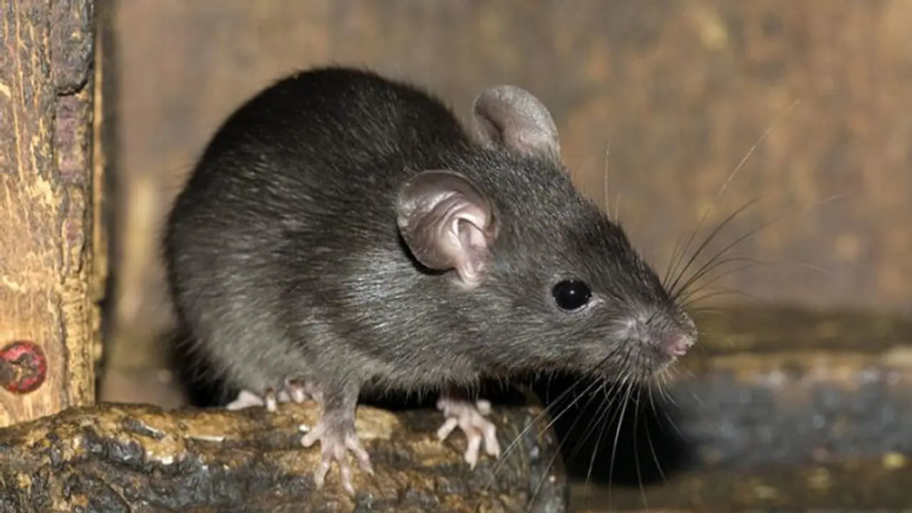 ಆಸ್ಪತ್ರೆ ಶವಾಗಾರದಲ್ಲಿ ಇಲಿಗಳ ದಾಳಿಯಿಂದ ವಿರೂಪಗೊಂಡ ಸರ್ಕಾರಿ ಅಧಿಕಾರಿ ಮೃತದೇಹ: ಕುಟುಂಬಸ್ಥರ ಆಕ್ರೋಶ