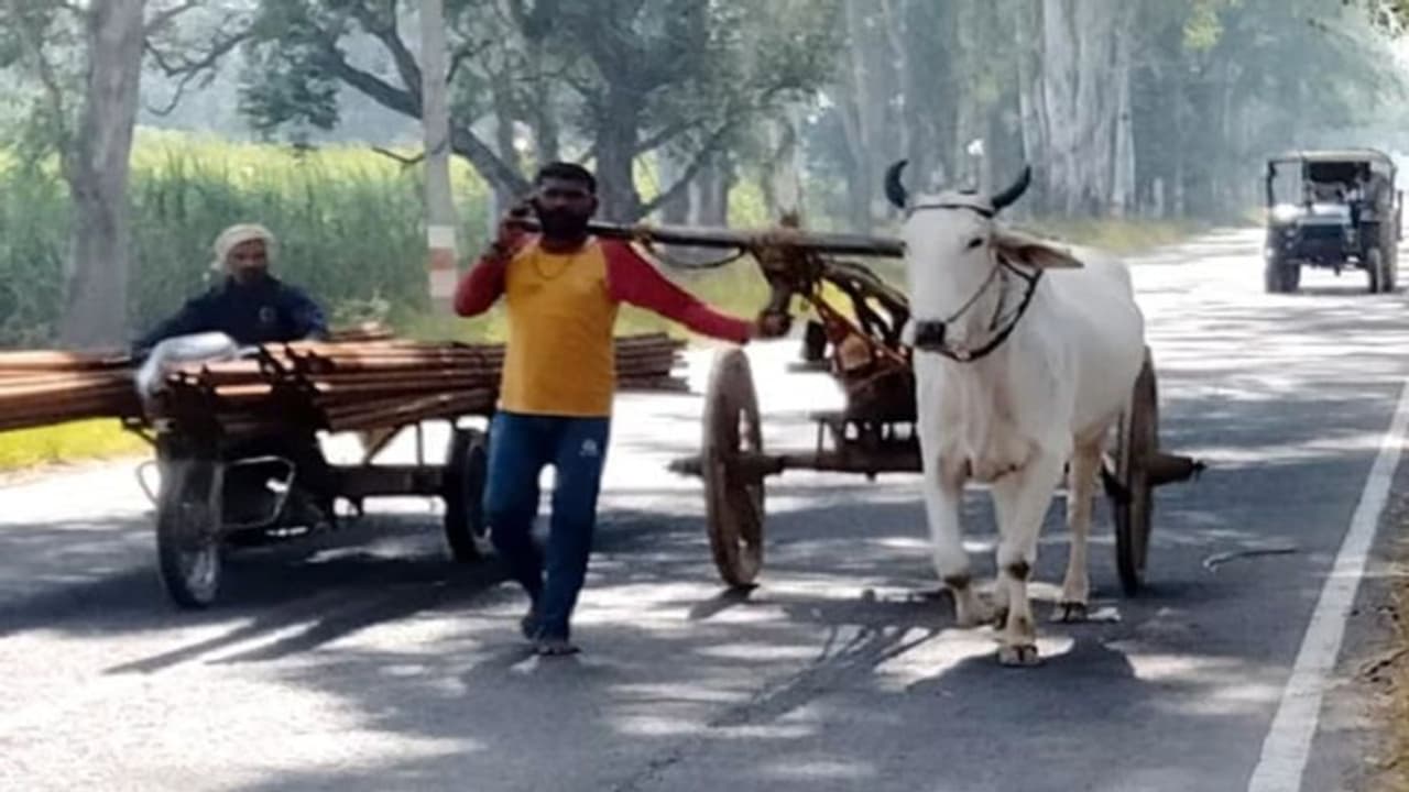 एक बैल की हो गई मौत तो खुद तांगे से जुड़ गया युवक, नंगे पैर सड़क पर चलते हुए वायरल हुई बिजनौर की तस्वीर एक बैल की हो गई मौत तो खुद तांगे से जुड़ गया युवक, नंगे पैर सड़क पर चलते हुए वायरल हुई बिजनौर की तस्वीर