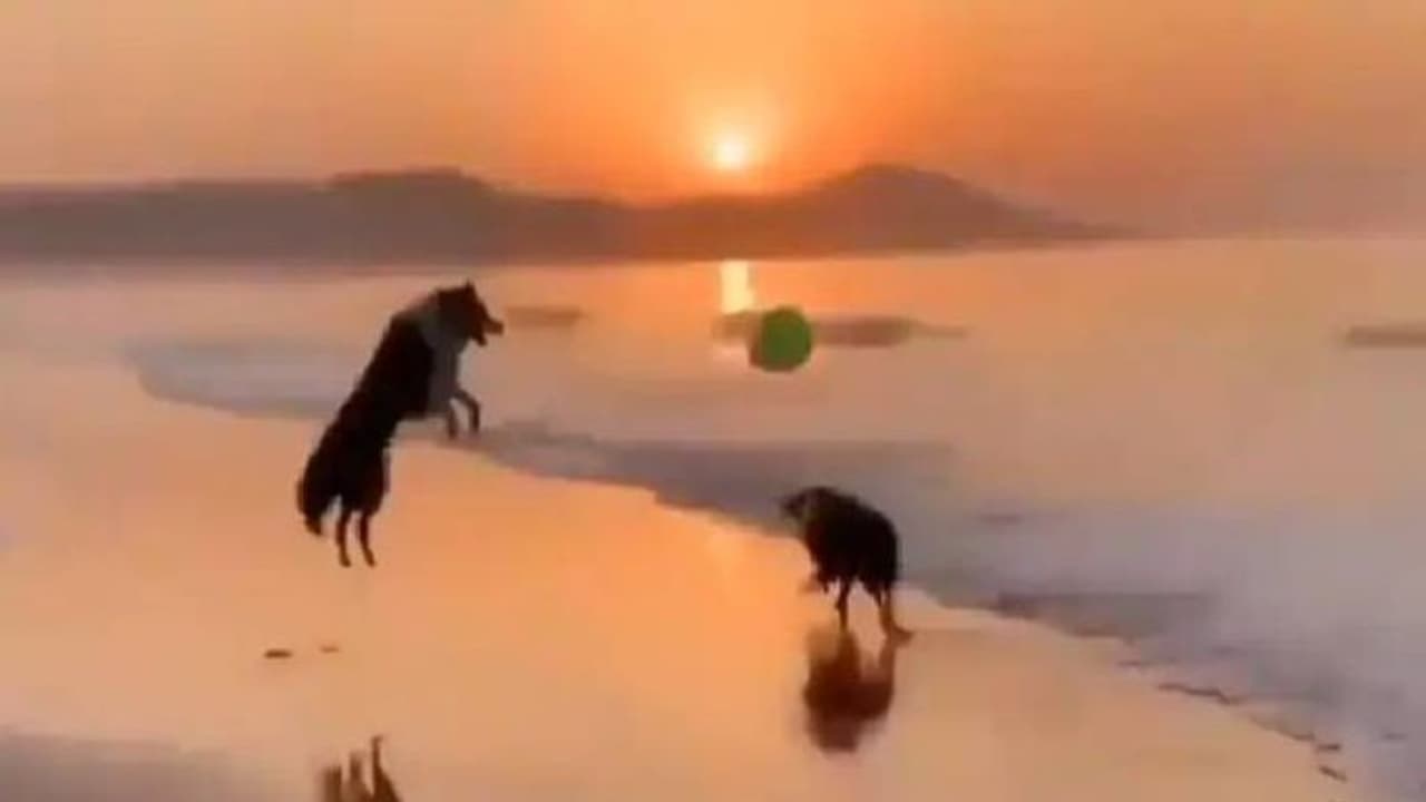 ലോകത്ത് ഇന്ന് ജീവിച്ചിരിക്കുന്ന ഏറ്റവും പ്രായം കൂടിയ നായ ഇതാണ്, വയസ് 22! ലോകത്ത് ഇന്ന് ജീവിച്ചിരിക്കുന്ന ഏറ്റവും പ്രായം കൂടിയ നായ ഇതാണ്, വയസ് 22!