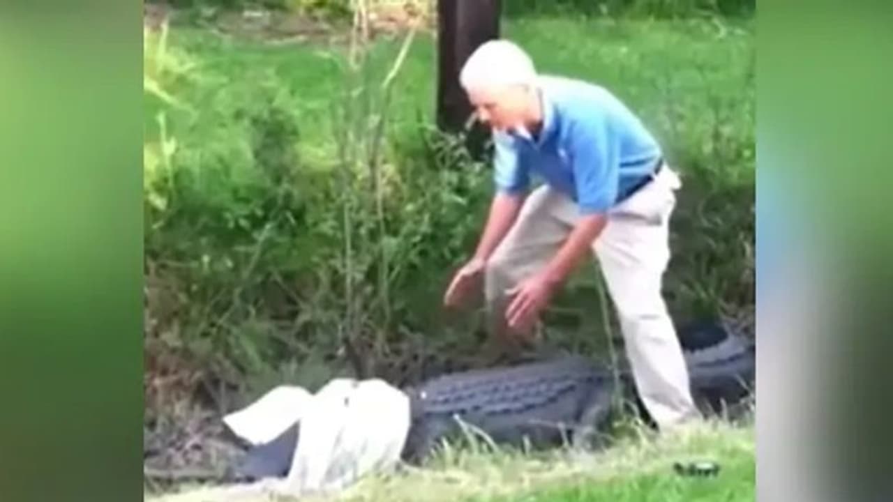 ഷര്ട്ട് കൊണ്ട് ചീങ്കണ്ണിയെ പിടിക്കാൻ ശ്രമിക്കുന്നയാള്; പേടിപ്പെടുത്തുന്ന വീഡിയോ ഷര്ട്ട് കൊണ്ട് ചീങ്കണ്ണിയെ പിടിക്കാൻ ശ്രമിക്കുന്നയാള്; പേടിപ്പെടുത്തുന്ന വീഡിയോ