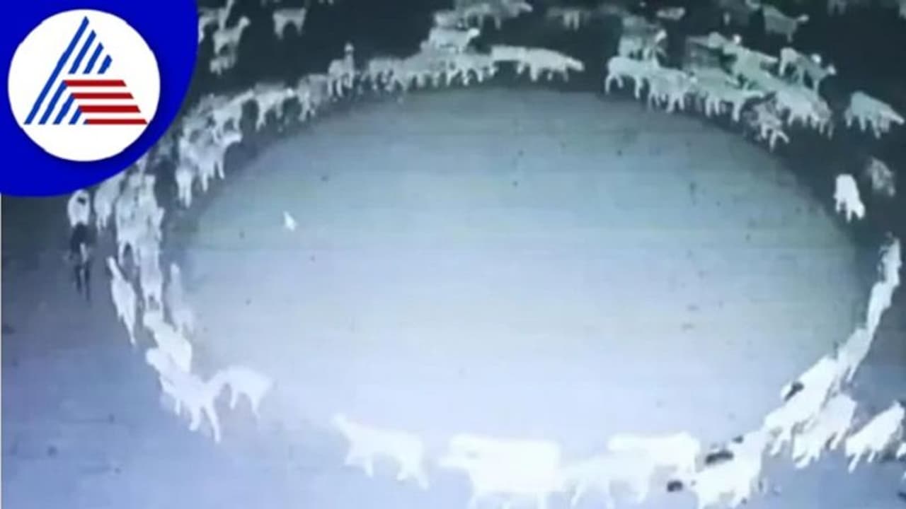 ಸತತ 12 ದಿನಗಳ ಕಾಲ ಜಮೀನಿನಲ್ಲಿ ವೃತ್ತಾಕಾರದಲ್ಲಿ ಸುತ್ತಿದ ಕುರಿಗಳು, ರಹಸ್ಯ ಬಹಿರಂಗಪಡಿಸಿದ ವಿಜ್ಞಾನಿ! ಸತತ 12 ದಿನಗಳ ಕಾಲ ಜಮೀನಿನಲ್ಲಿ ವೃತ್ತಾಕಾರದಲ್ಲಿ ಸುತ್ತಿದ ಕುರಿಗಳು, ರಹಸ್ಯ ಬಹಿರಂಗಪಡಿಸಿದ ವಿಜ್ಞಾನಿ!