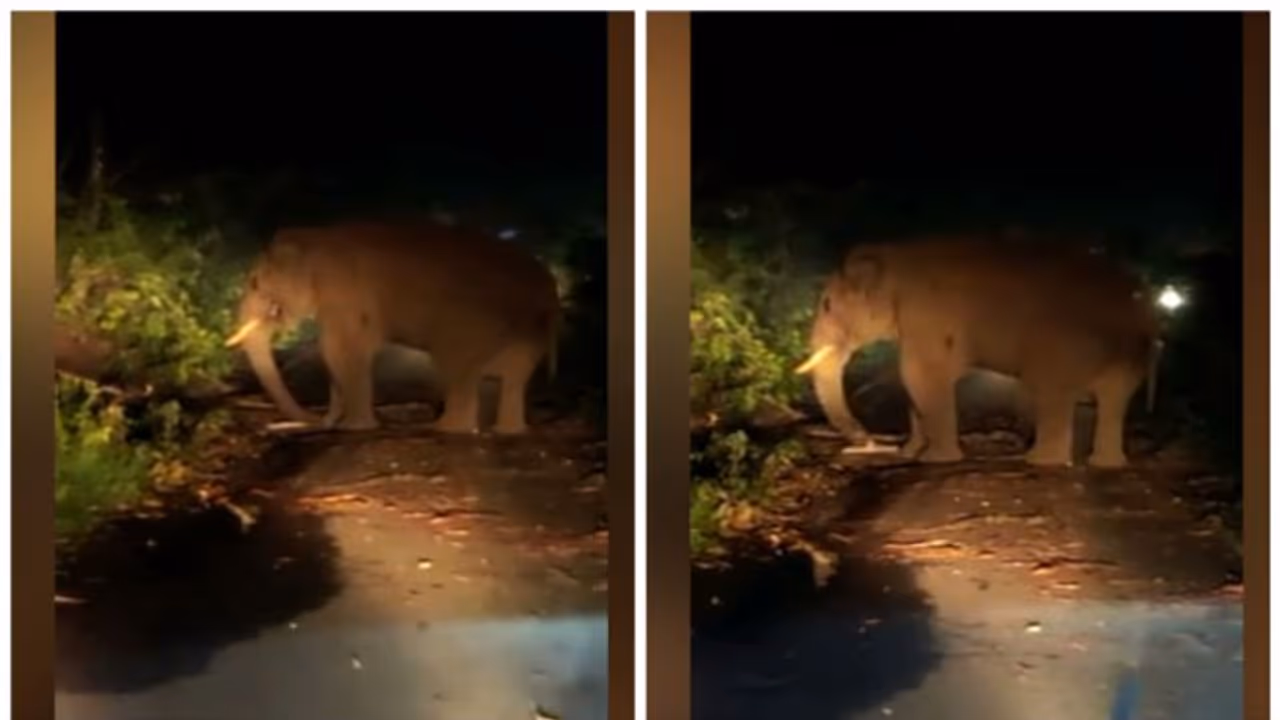 Kabali 'road show' continues; lifts KSRTC bus with his tusks