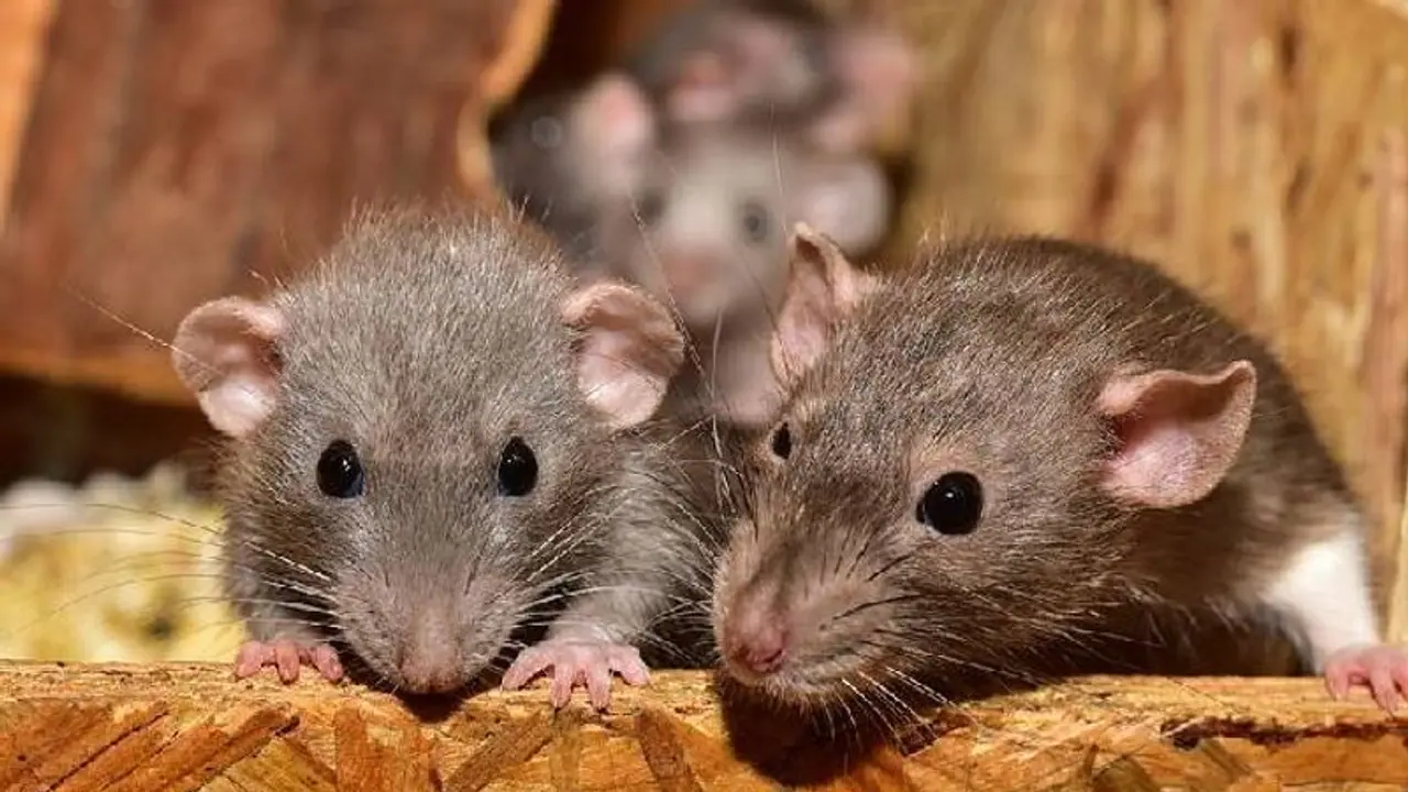 ఘోరం.. ఏపీ గిరిజన రెసిడెన్షియల్ హాస్టల్‌లో ఎలుకల దాడి.. పలువురు విద్యార్థులకు గాయాలు