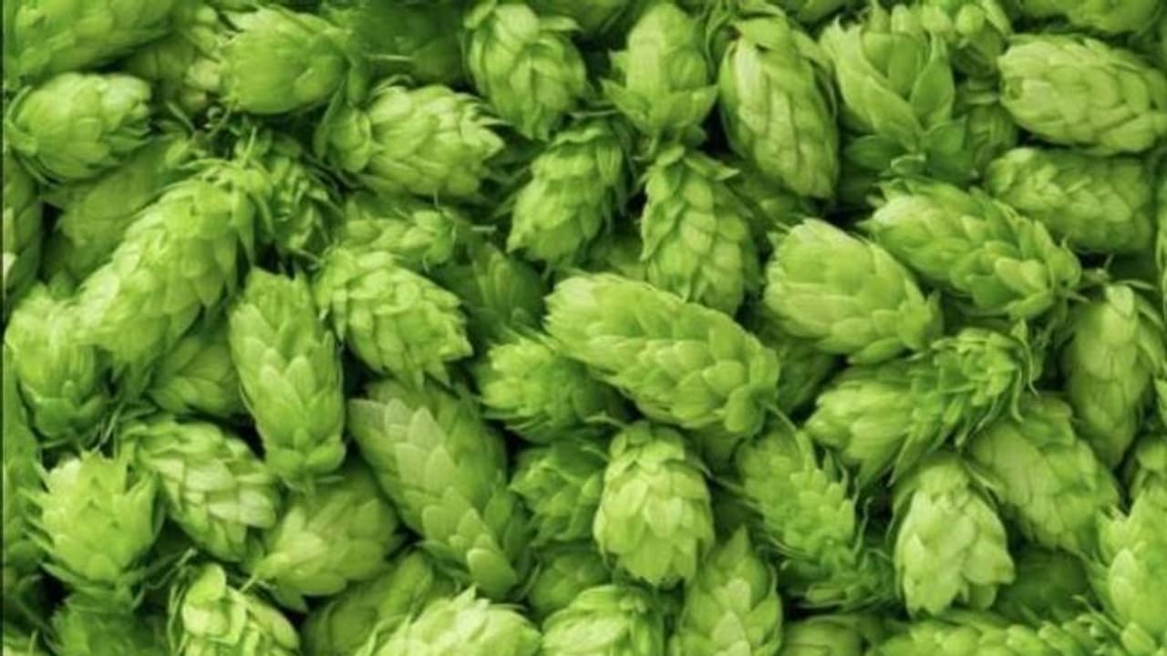 കിലോയ്ക്ക് വില 85,000, ലോകത്തിലെ ഏറ്റവും വില കൂടിയ പച്ചക്കറി കിലോയ്ക്ക് വില 85,000, ലോകത്തിലെ ഏറ്റവും വില കൂടിയ പച്ചക്കറി