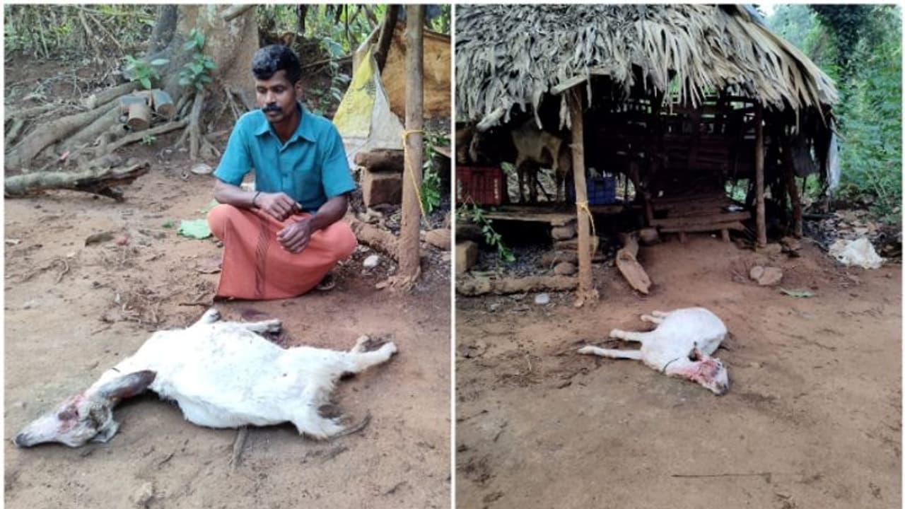 കാട്ടുപന്നി, മാൻ, മയിൽ, മലയണ്ണാൻ, കാട്ടാന ഇപ്പോള് പുലിയും; വന്യമൃഗങ്ങളുടെ ആക്രമണത്തില് പൊറുതി മുട്ടി ജനം കാട്ടുപന്നി, മാൻ, മയിൽ, മലയണ്ണാൻ, കാട്ടാന ഇപ്പോള് പുലിയും; വന്യമൃഗങ്ങളുടെ ആക്രമണത്തില് പൊറുതി മുട്ടി ജനം