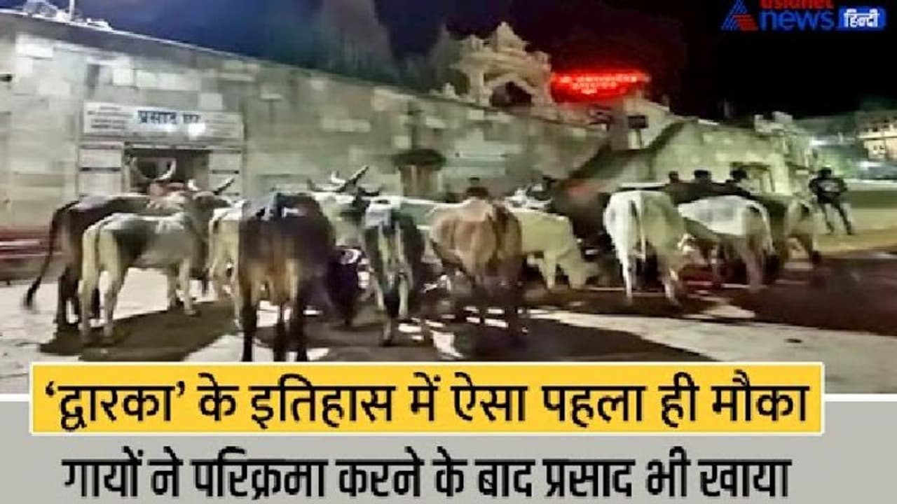 25 गाय के लिए आधी रात को खुला द्वारका मंदिर, मन्नत पूरी हुई तो गायों के साथ 450 KM पैदल दर्शन करने आया मालिक 25 गाय के लिए आधी रात को खुला द्वारका मंदिर, मन्नत पूरी हुई तो गायों के साथ 450 KM पैदल दर्शन करने आया मालिक