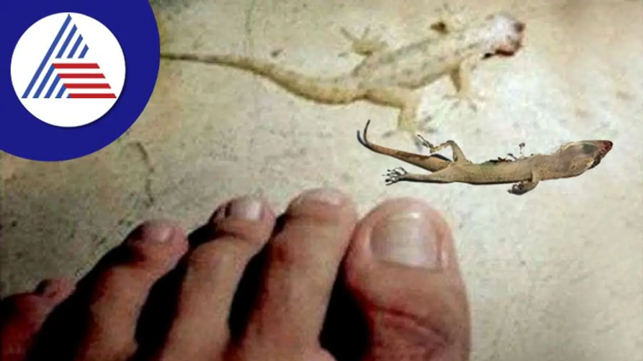 கனவில் பல்லி வருவது அவ்வளவு நல்ல சகுனம் அல்ல..!! கனவில் பல்லி வருவது அவ்வளவு நல்ல சகுனம் அல்ல..!!