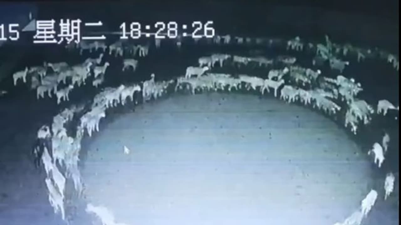 சீனாவில் 12 நாட்கள் ஒரே இடத்தில் ஒன்றன் பின் ஒன்றாக வட்டமாக சுற்றி வந்த செம்மறி ஆடுகள்; என்ன காரணம்? சீனாவில் 12 நாட்கள் ஒரே இடத்தில் ஒன்றன் பின் ஒன்றாக வட்டமாக சுற்றி வந்த செம்மறி ஆடுகள்; என்ன காரணம்?