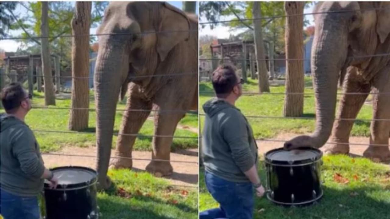 Viral Video: ഡ്രം വായിക്കുന്ന ആന; വൈറലായി വീഡിയോ Viral Video: ഡ്രം വായിക്കുന്ന ആന; വൈറലായി വീഡിയോ