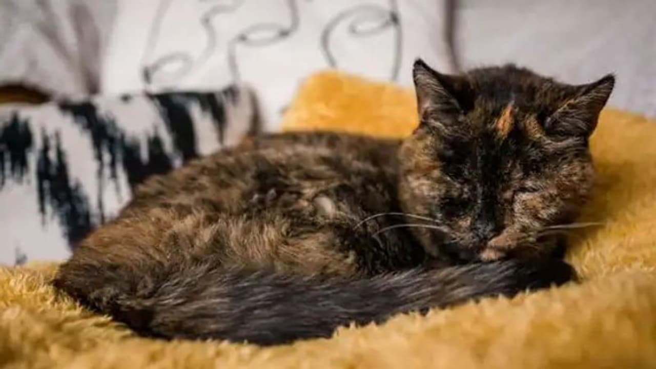 ഇതാണ് ലോകത്തിലെ ഏറ്റവും പ്രായം കൂടിയ പൂച്ച; ഇതിനെത്ര വയസായി എന്നറിയാമോ?