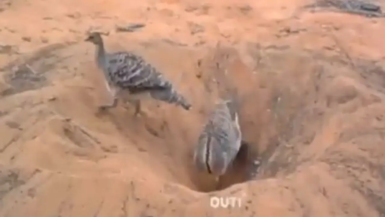 Anand Mahindra's latest video shows importance of coordination; watch video here