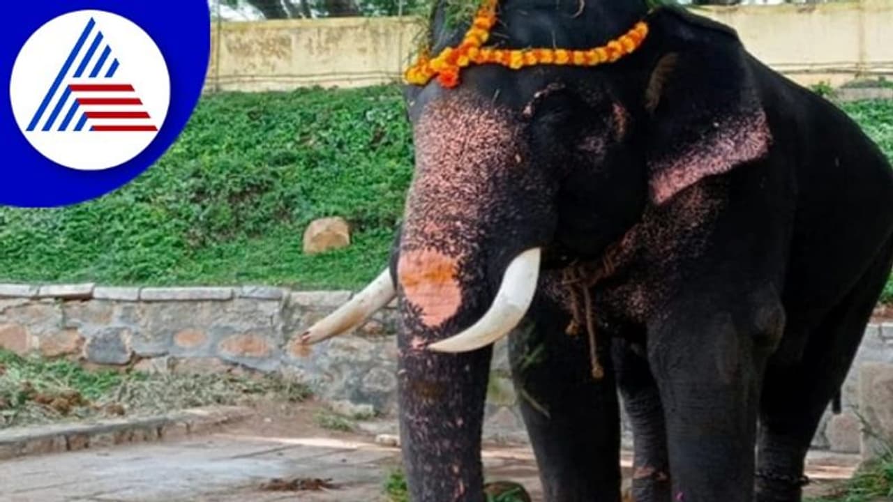 ಗೋಪಾಲಸ್ವಾಮಿ ಆನೆ ನಿಧನ: ಕಾಡಾನೆ ಕಾರ್ಯಾಚರಣೆ ಮುಂದೂಡಿಕೆ ಗೋಪಾಲಸ್ವಾಮಿ ಆನೆ ನಿಧನ: ಕಾಡಾನೆ ಕಾರ್ಯಾಚರಣೆ ಮುಂದೂಡಿಕೆ