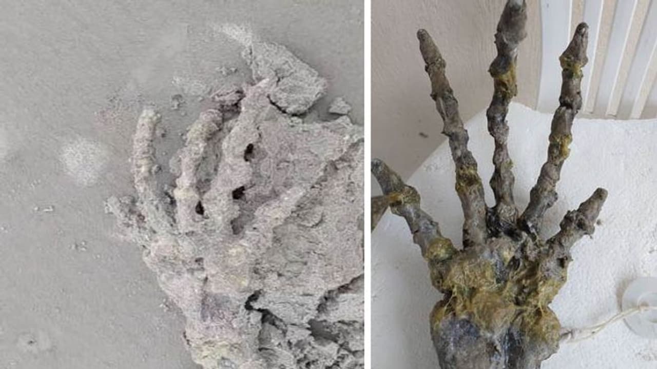 समुद्र किनारे घूम रहे कपल को रेत में दबा मिला कंकाल, साइंटिस्ट का दावा ये इंसानी हाथ नहीं समुद्र किनारे घूम रहे कपल को रेत में दबा मिला कंकाल, साइंटिस्ट का दावा ये इंसानी हाथ नहीं