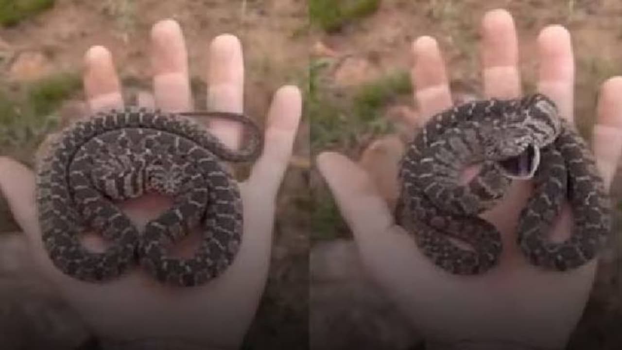 ആക്രമിക്കുന്നതിന് മുമ്പ് ഇരയ്‍ക്ക് മുന്നിൽ പാമ്പിന്റെ ഹിപ്‍നോട്ടിസം തന്ത്രം; വൈറലായി വീഡിയോ