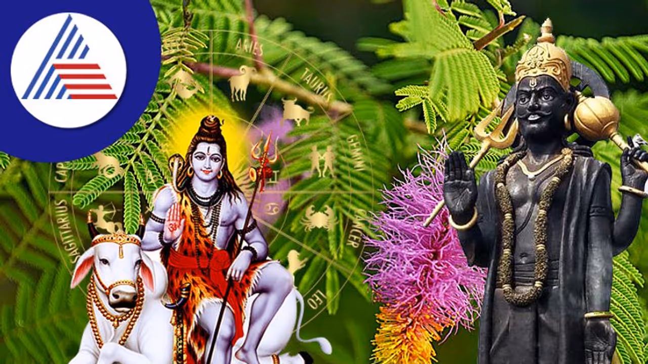 Shami Plant Astrology: ಶನಿ ಕಾಟದಿಂದ ತಪ್ಪಿಸುತ್ತೆ ಶಮಿ ಸಸ್ಯ! Shami Plant Astrology: ಶನಿ ಕಾಟದಿಂದ ತಪ್ಪಿಸುತ್ತೆ ಶಮಿ ಸಸ್ಯ!