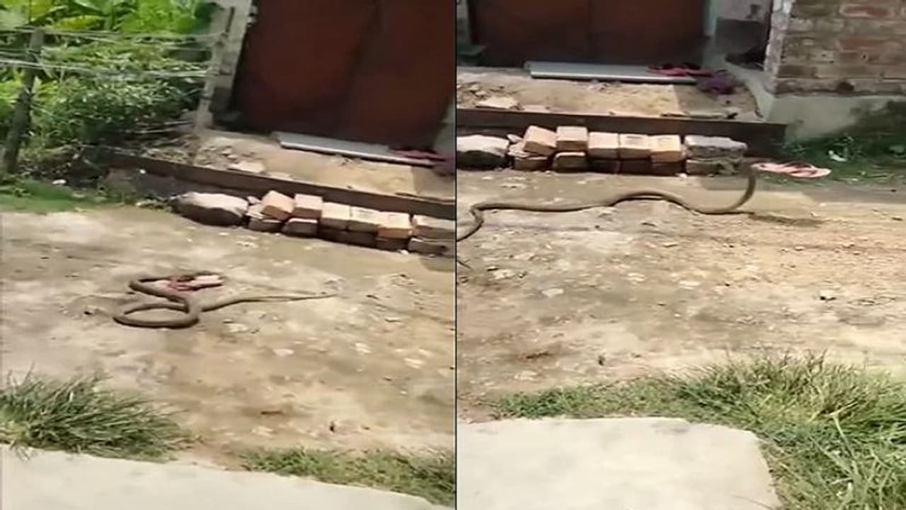 ఇదేం పామురా బాబు.. కాటేస్తుందనుకుంటే.. కాలి చెప్పుతో పారిపోయింది... !! ఇదేం పామురా బాబు.. కాటేస్తుందనుకుంటే.. కాలి చెప్పుతో పారిపోయింది... !!