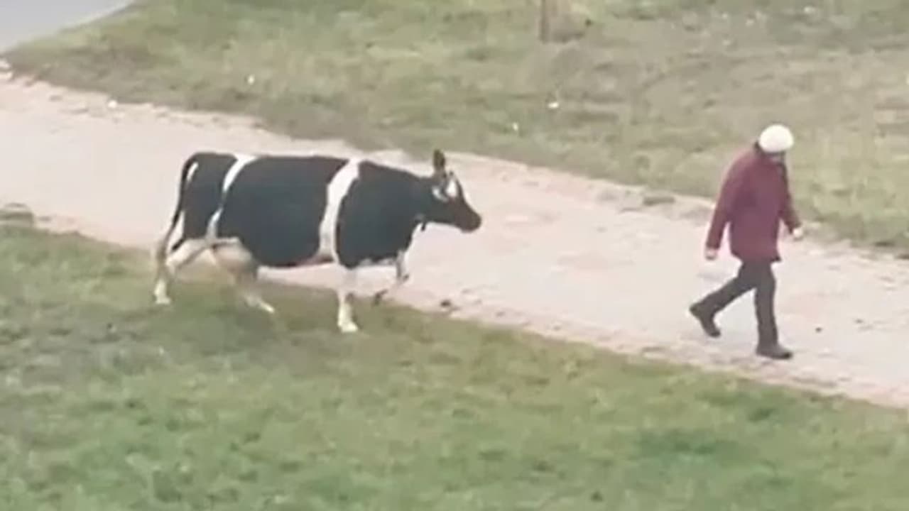 'അങ്ങനെയൊന്നും വീട്ടില് പോകാൻ പറ്റില്ല'; പശുവിന്റെ രസകരമായ വീഡിയോ 'അങ്ങനെയൊന്നും വീട്ടില് പോകാൻ പറ്റില്ല'; പശുവിന്റെ രസകരമായ വീഡിയോ