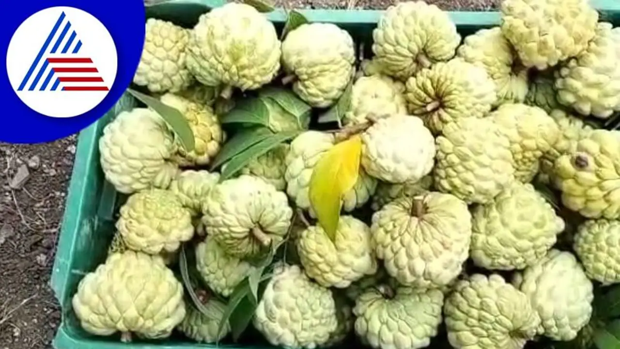 Vijayapura: ಗುಮ್ಮಟನಗರಿಯಲ್ಲಿ ರೈತನ ಕೈ ಹಿಡಿದ ಸೀತಾಫಲ: ಶೂನ್ಯ ಬಂಡವಾಳದ ಮೂಲಕ ಲಕ್ಷ ಲಕ್ಷ ಲಾಭ Vijayapura: ಗುಮ್ಮಟನಗರಿಯಲ್ಲಿ ರೈತನ ಕೈ ಹಿಡಿದ ಸೀತಾಫಲ: ಶೂನ್ಯ ಬಂಡವಾಳದ ಮೂಲಕ ಲಕ್ಷ ಲಕ್ಷ ಲಾಭ