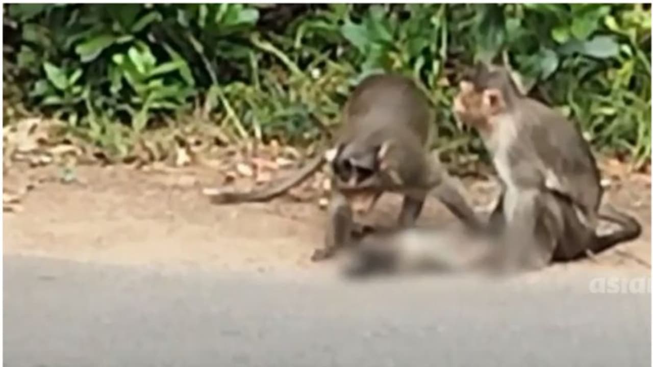 വാഹനമിടിച്ച് കുട്ടിക്കുരങ്ങന് ദാരുണാന്ത്യം; കാവലിരുന്ന് അച്ഛനും അമ്മയും, പിന്നാലെ മുന്നറിയിപ്പ് ബോര്‍ഡ് 