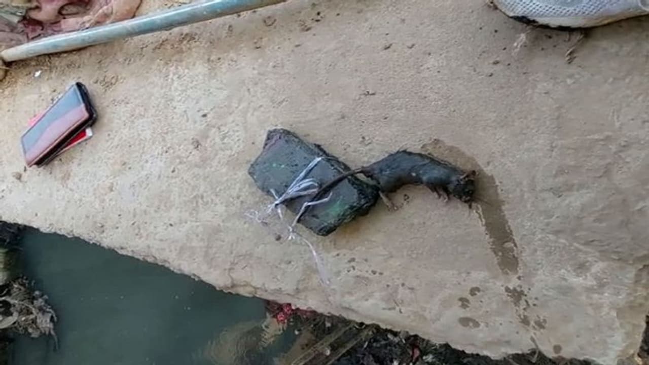 बदायूं: बरेली के IVRI में हुआ चूहे का पोस्टमार्टम, 7 दिन बाद आएगी मामले की रिपोर्ट, वजह जानकर रह जाएंगे हैरान बदायूं: बरेली के IVRI में हुआ चूहे का पोस्टमार्टम, 7 दिन बाद आएगी मामले की रिपोर्ट, वजह जानकर रह जाएंगे हैरान