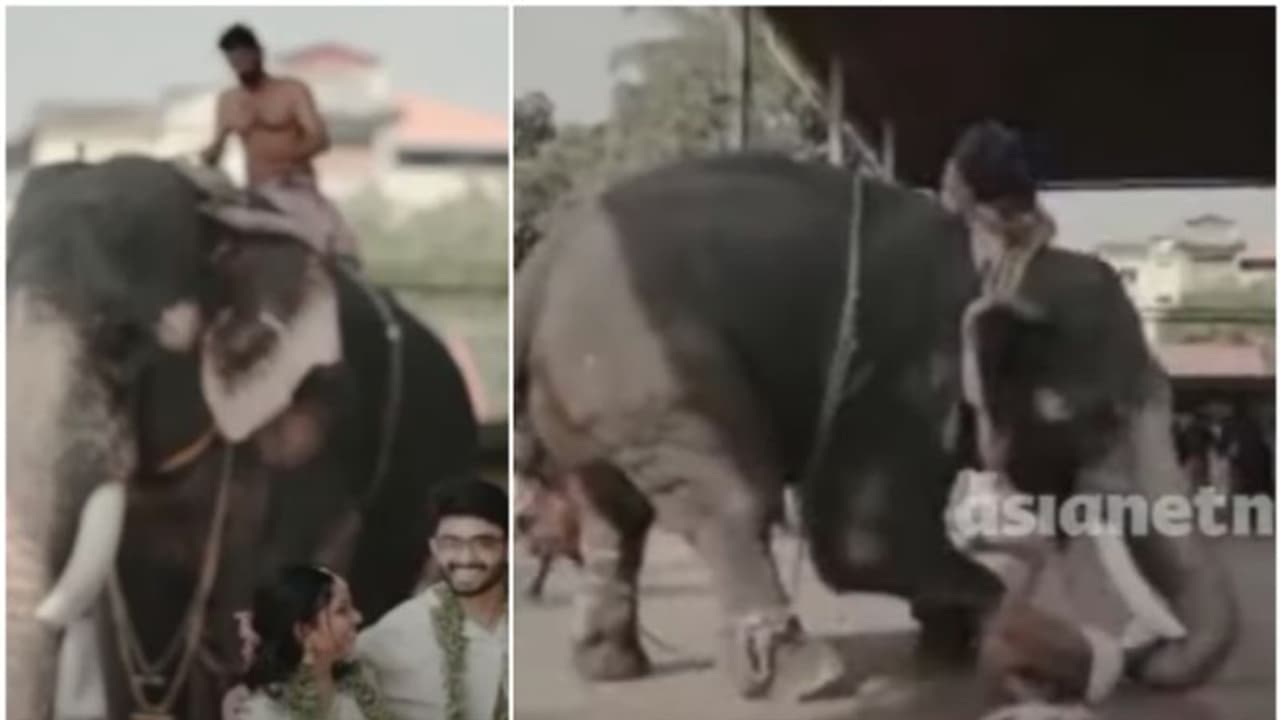 ഗുരുവായൂരിൽ ആനയ്ക്ക് മുന്നിൽ വിവാഹ ഫോട്ടോ ഷൂട്ട്; ഇടഞ്ഞ ആന പാപ്പാനെ കാലില്പ്പിടിച്ച് ഉയര്ത്താന് ശ്രമിച്ചു ഗുരുവായൂരിൽ ആനയ്ക്ക് മുന്നിൽ വിവാഹ ഫോട്ടോ ഷൂട്ട്; ഇടഞ്ഞ ആന പാപ്പാനെ കാലില്പ്പിടിച്ച് ഉയര്ത്താന് ശ്രമിച്ചു