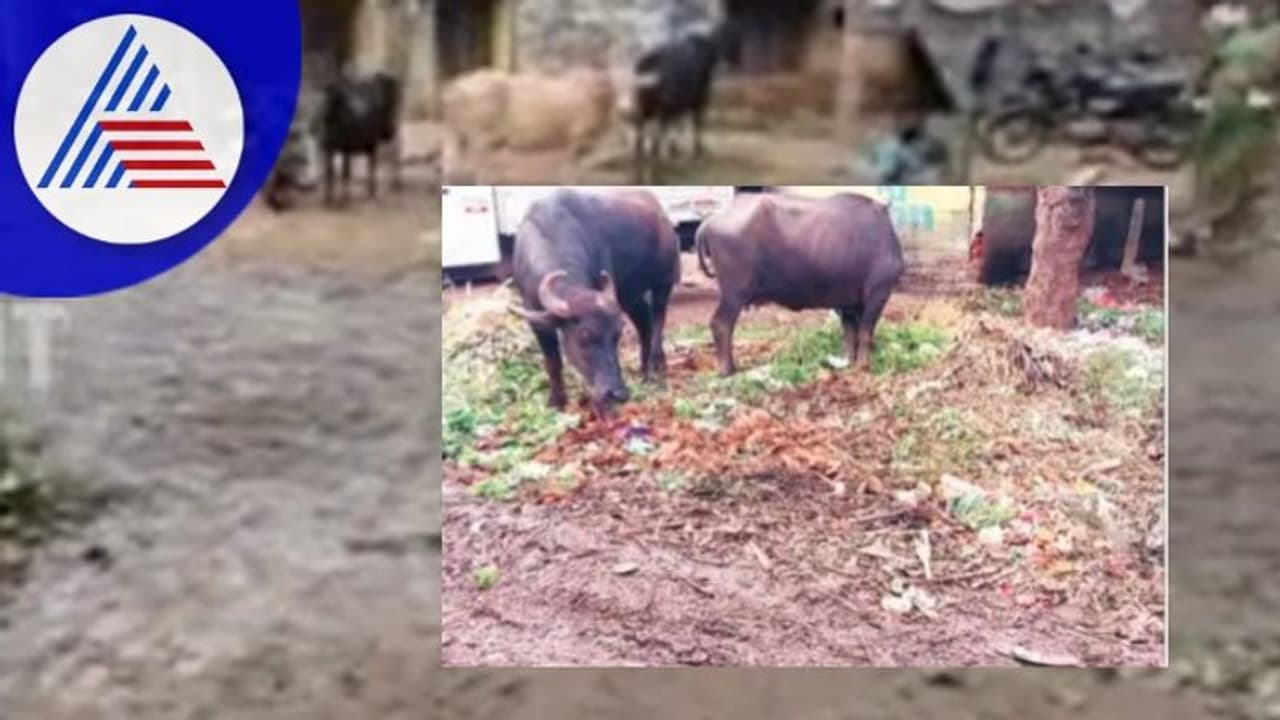 ಸ್ವಚ್ಛತೆ ಇಲ್ಲದೆ ಗಬ್ಬು ನಾರುತ್ತಿದೆ ಹೊಸಪೇಟೆ ಎಪಿಎಂಸಿ ಆವರಣ! 