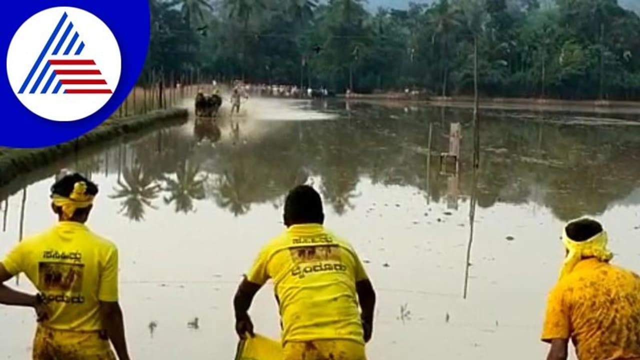 Udupi: ಕಾಂತರಾ ಕಂಬಳ ಗದ್ದೆಯಲ್ಲಿ ಮತ್ತೊಮ್ಮೆ ಕೋಣಗಳ ಕಲರವ!