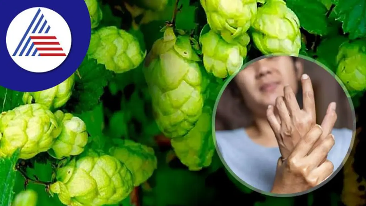 ಪ್ರಪಂಚದ ಅತ್ಯಂತ ದುಬಾರಿ ತರಕಾರಿಯಿದು, ಕಿಲೋಗೆ ಭರ್ತಿ 85,000 ರೂ. ! ಪ್ರಪಂಚದ ಅತ್ಯಂತ ದುಬಾರಿ ತರಕಾರಿಯಿದು, ಕಿಲೋಗೆ ಭರ್ತಿ 85,000 ರೂ. !