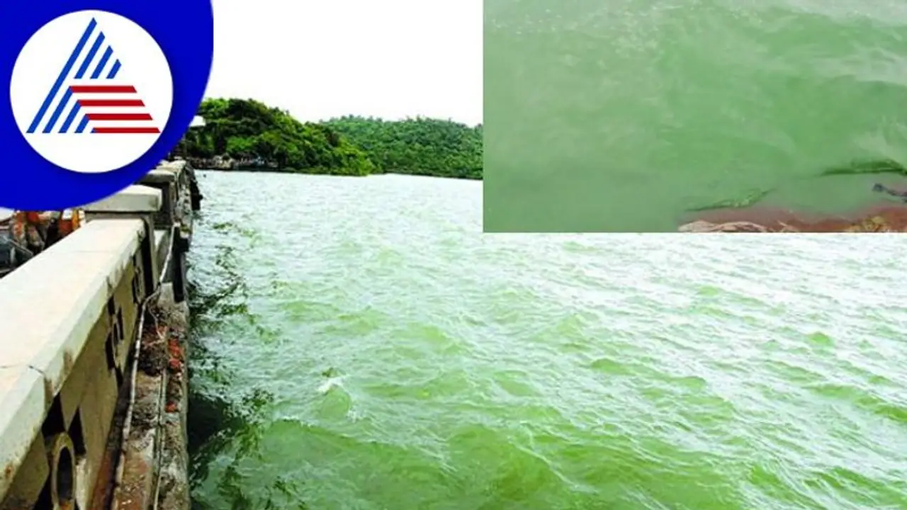 ಹಸಿರು ಬಣ್ಣಕ್ಕೆ ತಿರುಗಿದೆ ತುಂಗಭದ್ರಾ ಜಲಾಶಯ ನೀರು