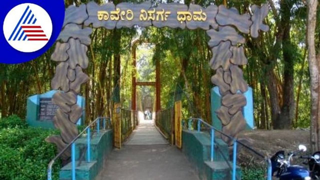 ಕೊಡಗಿನ ಪ್ರಸಿದ್ಧ ಪ್ರವಾಸಿ ತಾಣ ಕಾವೇರಿ ನಿಸರ್ಗಧಾಮ ಪ್ರವಾಸಿಗರಿಗೆ ಮುಕ್ತ ಕೊಡಗಿನ ಪ್ರಸಿದ್ಧ ಪ್ರವಾಸಿ ತಾಣ ಕಾವೇರಿ ನಿಸರ್ಗಧಾಮ ಪ್ರವಾಸಿಗರಿಗೆ ಮುಕ್ತ