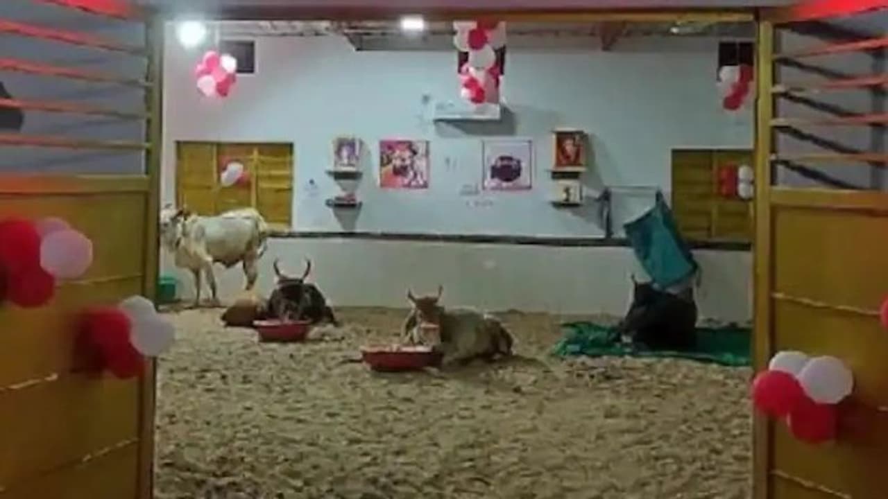 राजस्थान के गौ भक्तों का जवाब नहीं : गौशाला के लिए 1 घंटे में जुटा लिए 32 लाख, लाखों रुपए की जमीन भी मिली राजस्थान के गौ भक्तों का जवाब नहीं : गौशाला के लिए 1 घंटे में जुटा लिए 32 लाख, लाखों रुपए की जमीन भी मिली