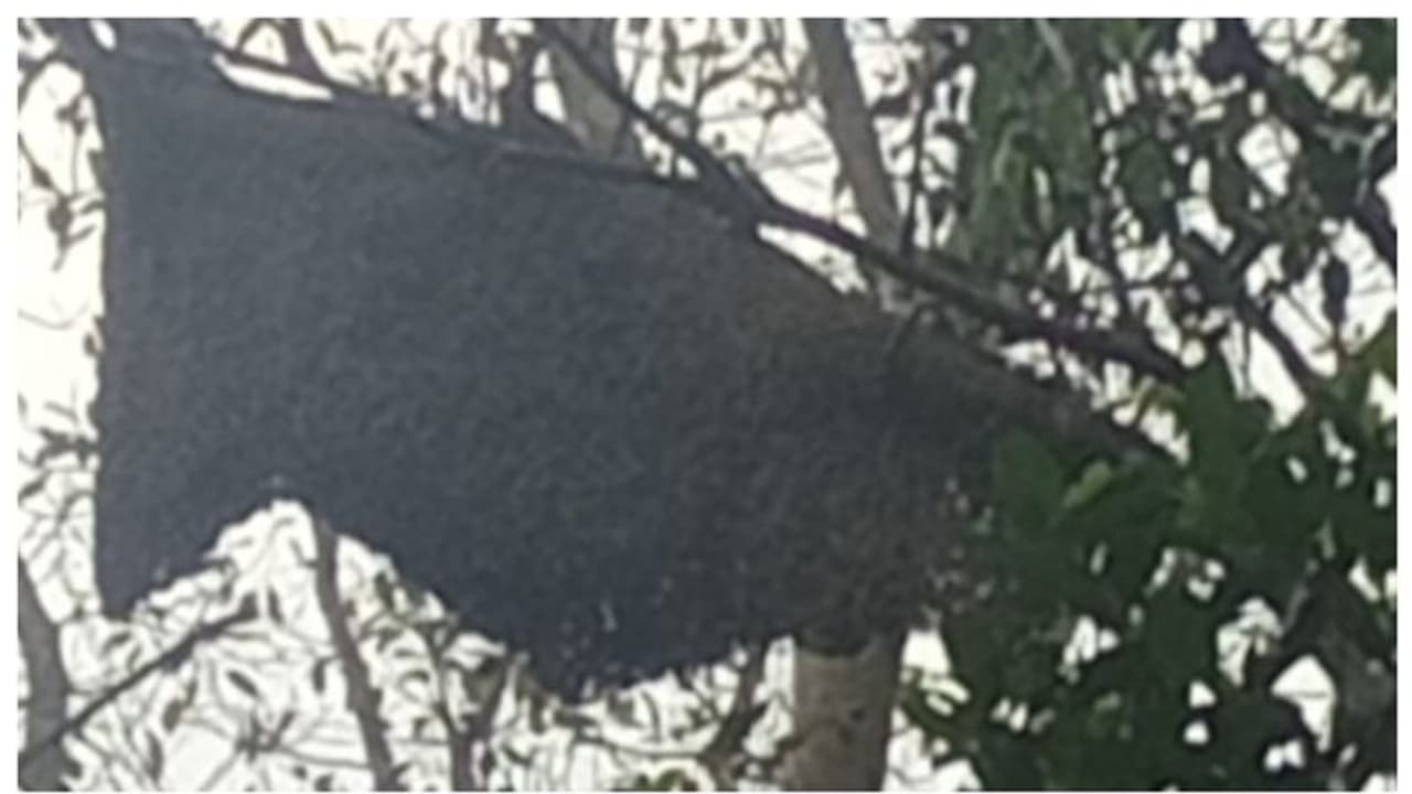 കോഴിക്കോട് കാട്ടുതേനീച്ചയുടെ ആക്രമണം; 9 പേര്ക്ക് പരിക്ക് കോഴിക്കോട് കാട്ടുതേനീച്ചയുടെ ആക്രമണം; 9 പേര്ക്ക് പരിക്ക്