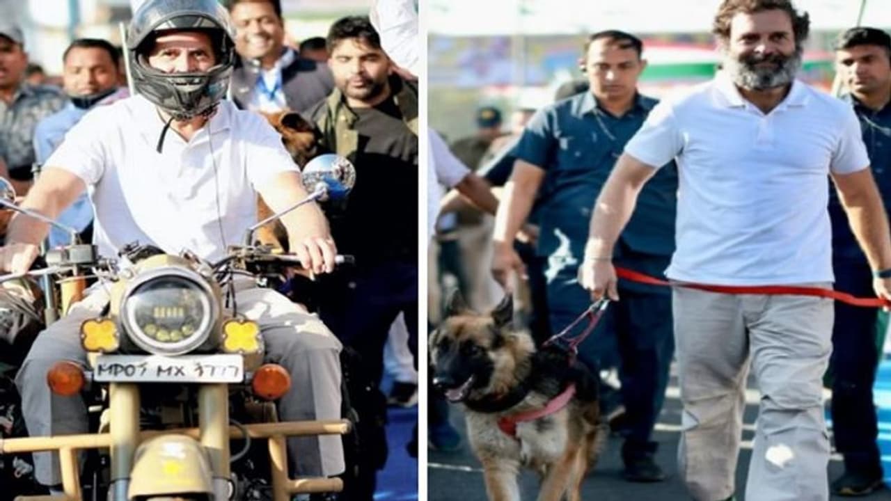इंदौर में राहुल गांधी ने बुलेट चलाकर ली एंट्री, डॉगी को भी साथ लेकर चले, पीछे दौड़ते रहे कांग्रेसी नेता इंदौर में राहुल गांधी ने बुलेट चलाकर ली एंट्री, डॉगी को भी साथ लेकर चले, पीछे दौड़ते रहे कांग्रेसी नेता