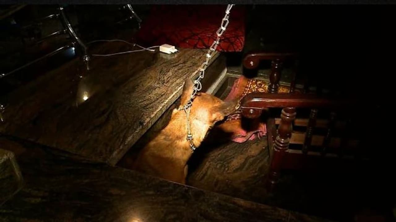 പാലക്കാട്ട് വളർത്തുനായയുടെ കണ്ണുകൾ ചൂഴ്ന്നെടുത്ത സംഭവം: പ്രതികളെക്കുറിച്ച് സൂചന ലഭിച്ചതായി പൊലീസ് പാലക്കാട്ട് വളർത്തുനായയുടെ കണ്ണുകൾ ചൂഴ്ന്നെടുത്ത സംഭവം: പ്രതികളെക്കുറിച്ച് സൂചന ലഭിച്ചതായി പൊലീസ്