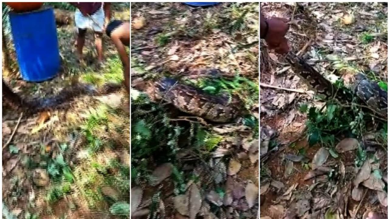 കളപ്പുരയിൽ അജിയുടെ വീട്ടുപറമ്പിൽ 3 വമ്പൻ പെരുമ്പാമ്പുകൾ, നാട്ടുകാർ വിട്ടില്ല, പിടികൂടി കളപ്പുരയിൽ അജിയുടെ വീട്ടുപറമ്പിൽ 3 വമ്പൻ പെരുമ്പാമ്പുകൾ, നാട്ടുകാർ വിട്ടില്ല, പിടികൂടി