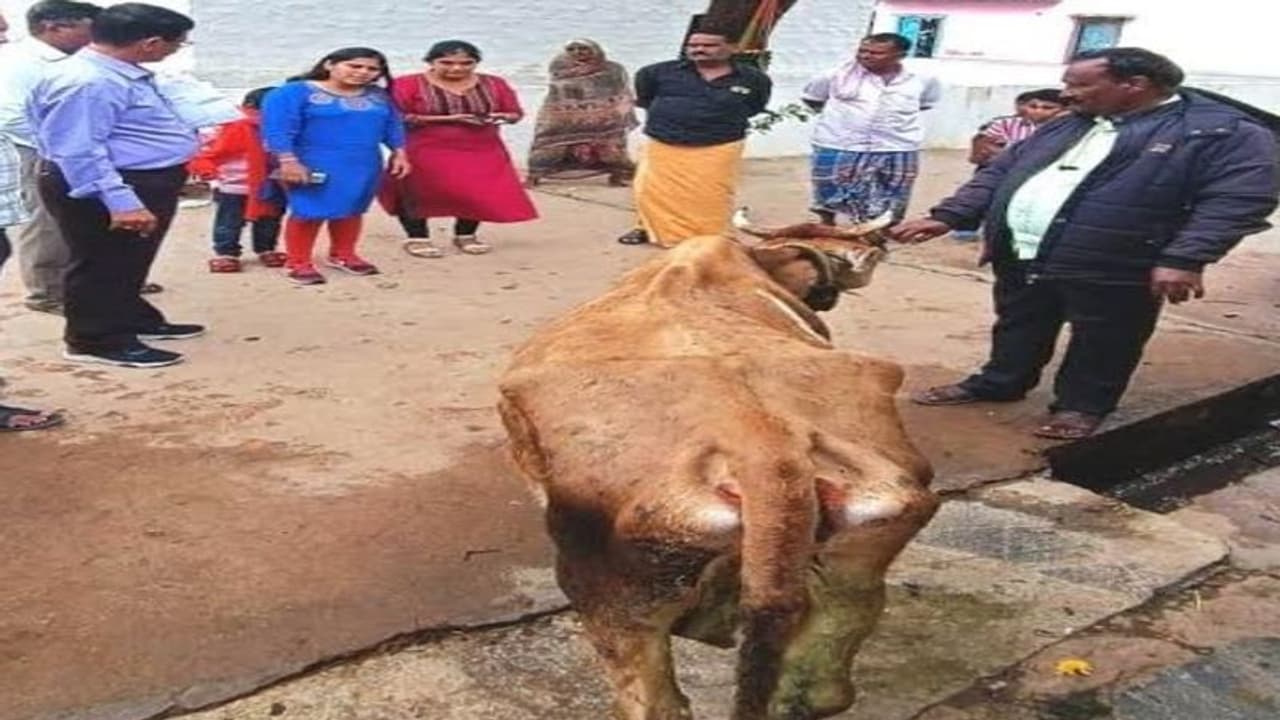 Ramanagara: ಪಶುಪಾಲನಾ ಸೇವಾ ಇಲಾಖೆಯಲ್ಲಿ ಸಿಬ್ಬಂದಿ ಕೊರತೆ Ramanagara: ಪಶುಪಾಲನಾ ಸೇವಾ ಇಲಾಖೆಯಲ್ಲಿ ಸಿಬ್ಬಂದಿ ಕೊರತೆ