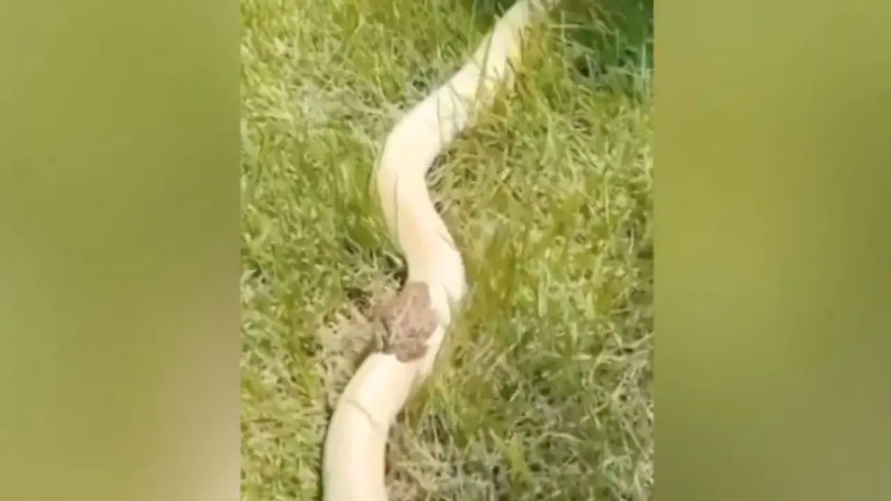 പാമ്പിന്‍റെ പുറത്തിരുന്ന് സാഹസിക സഞ്ചാരം നടത്തുന്ന തവള; വൈറലായി വീഡിയോ