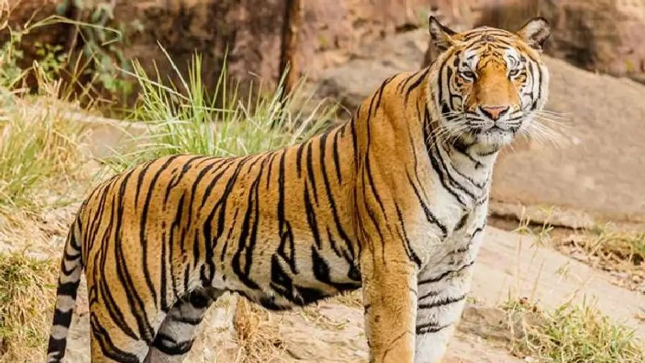 Chamarajanagar: ರೈತನ ಮೇಲೆರಗಿದ ಹುಲಿ, ರೈತ ಪಾರು