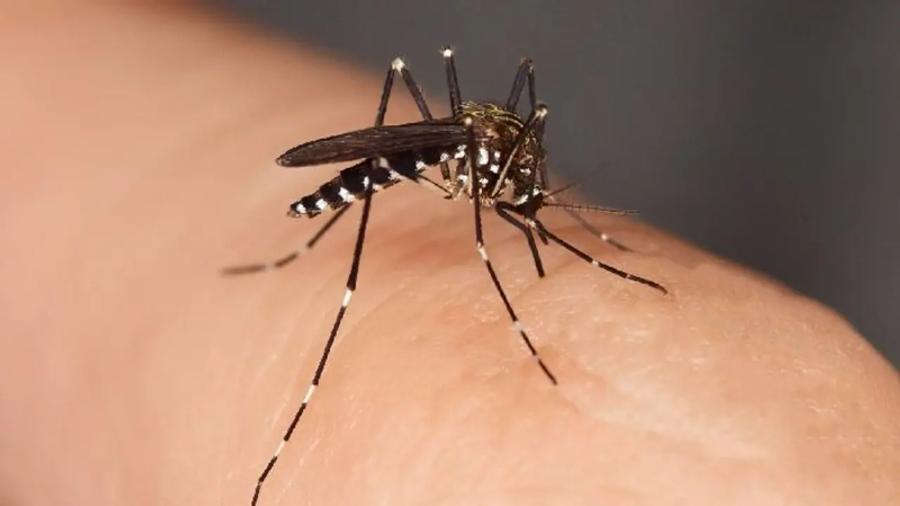 मच्छर के काटने से कोमा में चला गया व्यक्ति: डॉक्टर्स ने किया 30 ऑपरेशन, ब्लड प्वाइजनिंग, हर्ट किडनी फेल्योर... मच्छर के काटने से कोमा में चला गया व्यक्ति: डॉक्टर्स ने किया 30 ऑपरेशन, ब्लड प्वाइजनिंग, हर्ट किडनी फेल्योर...