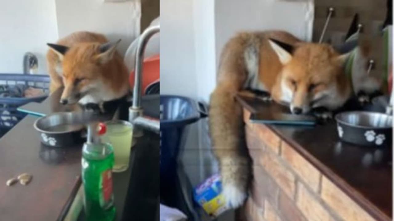 വീട് പൂട്ടാന്‍ മറന്നു, തിരികെയെത്തിയപ്പോള്‍ വീട്ടിലൊരു അതിഥി; വൈറലായി വീഡിയോ 