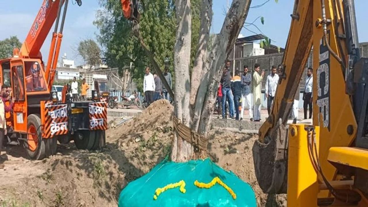 75 साल के बूढ़े पीपल की बैंडबाजे के साथ निकली शोभायात्रा, जानें कैसे 15 किमी दूर लहलहाएगा बस्ती का बुजुर्ग पेड़ 75 साल के बूढ़े पीपल की बैंडबाजे के साथ निकली शोभायात्रा, जानें कैसे 15 किमी दूर लहलहाएगा बस्ती का बुजुर्ग पेड़