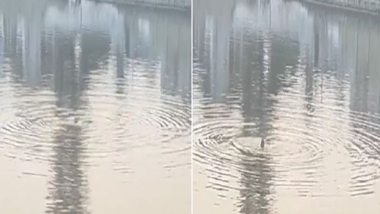 सीतापुर में बाउंड्री वाल पर चढ़कर युवक ने कुंड में लगाई छलांग, गोताखोर की कड़ी मशक्कत के बाद निकाला ऐसा नतीजा सीतापुर में बाउंड्री वाल पर चढ़कर युवक ने कुंड में लगाई छलांग, गोताखोर की कड़ी मशक्कत के बाद निकाला ऐसा नतीजा