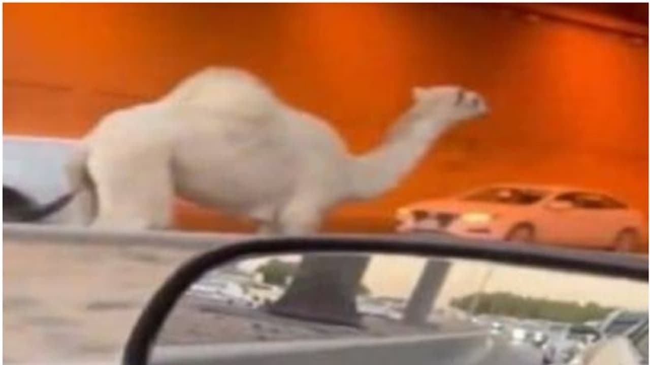 തിരക്കേറിയ റോഡിന് നടുവിലൂടെ പാഞ്ഞോടി ഒട്ടകം; പരിഭ്രാന്തരായി വാഹനയാത്രക്കാര് തിരക്കേറിയ റോഡിന് നടുവിലൂടെ പാഞ്ഞോടി ഒട്ടകം; പരിഭ്രാന്തരായി വാഹനയാത്രക്കാര്