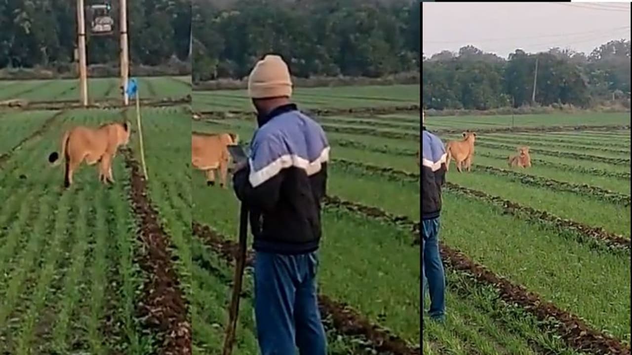 ಮೊಬೈಲ್‌ನಲ್ಲಿ ಮುಳುಗಿದ ಮೇಲೆ ಸಿಂಹ ಬಂದರೂ ತಿಳಿಯದೇ...? ಇಲ್ಲೇನಾಯ್ತು ನೋಡಿ